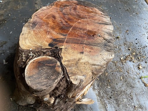 Legno tasso blocco di - legno,