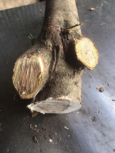 Legno tasso nodoso - legno, tasso,