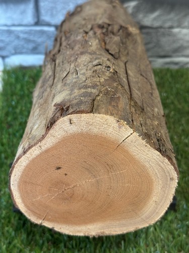 Tronco legno tasso - di,