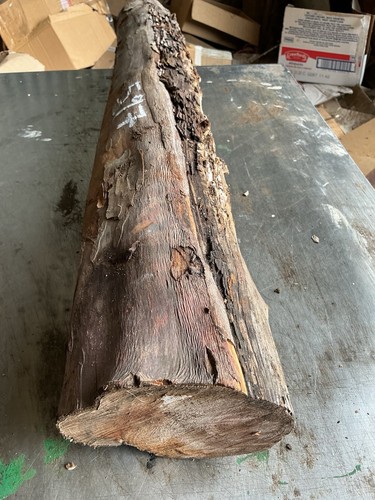 Tasso legno - tasso,, di
