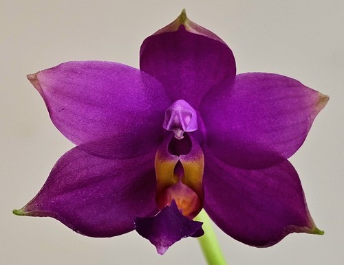 Phalaenopsis super zebra x - phalaenopsis, (ks