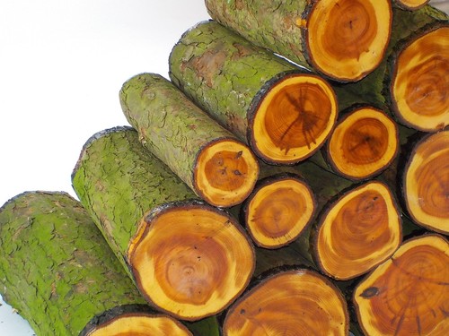 Tasso inglese verde legno - tasso,