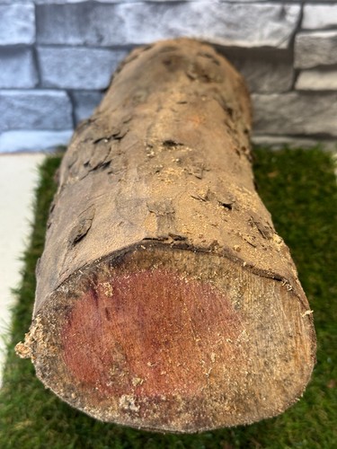 Tronco legno tasso - tronco,