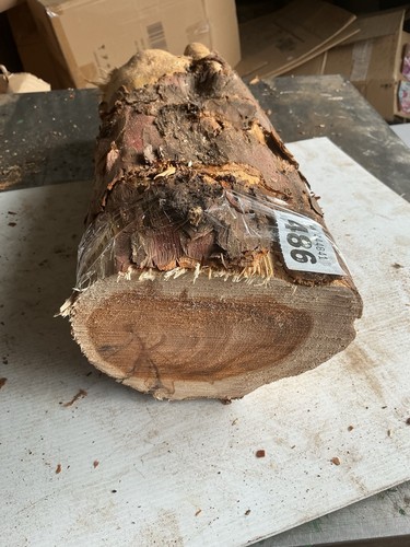 Legno tasso lunghezza di - di,