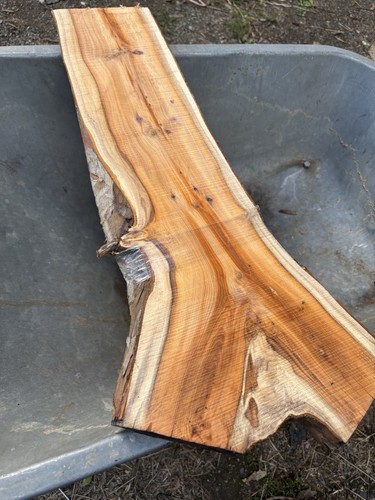 Tasso plancia legno - tasso,
