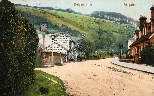 Reigate hill yew - reigate,