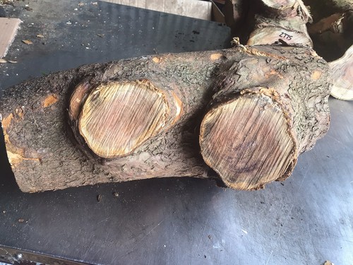 Legno tasso nodoso - tasso,,