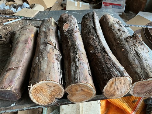 Tasso legno di - tasso,x5,legno,