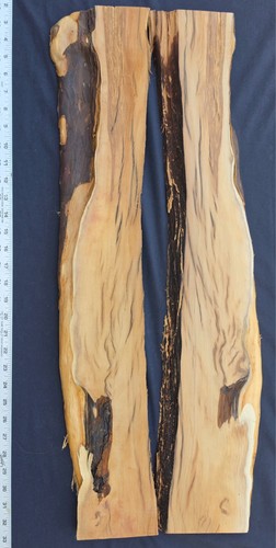 Tasso pacifico abbinato - tasso, a