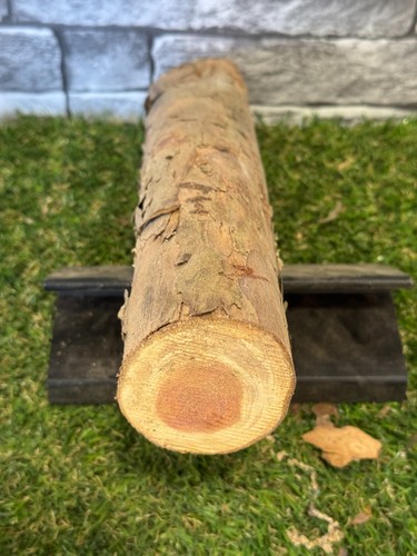 Tronco legno tasso - tronco, di