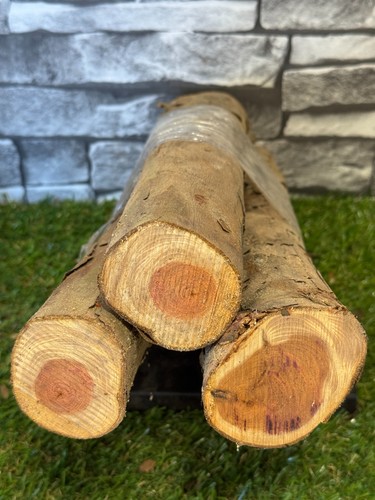 Tronco legno tasso - di,