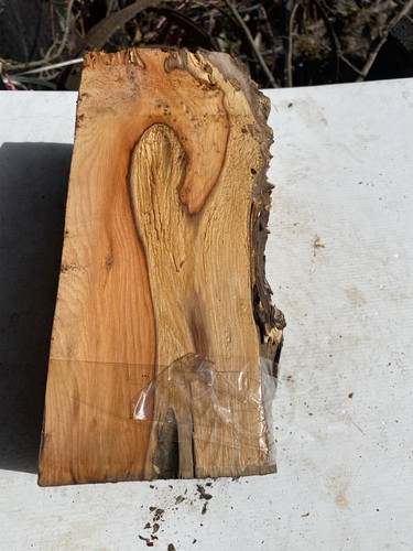 Tasso legno - tasso,, tasso,