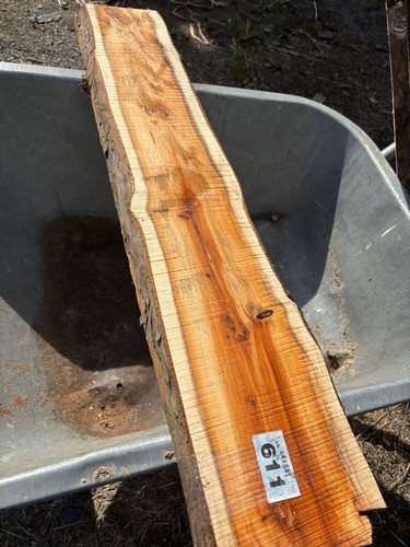 Tasso plancia legno di - tasso, plancia,