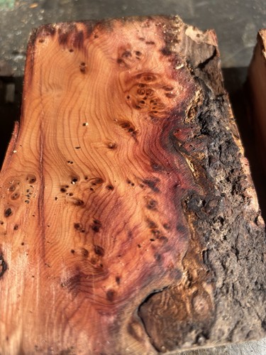 Tasso legno di - tasso,,