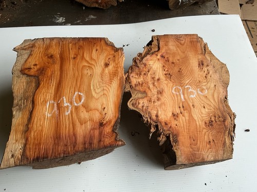Legno tasso di - tasso,