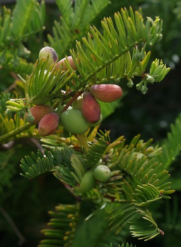 Cephalotaxus fortunei - cephalotaxus, –