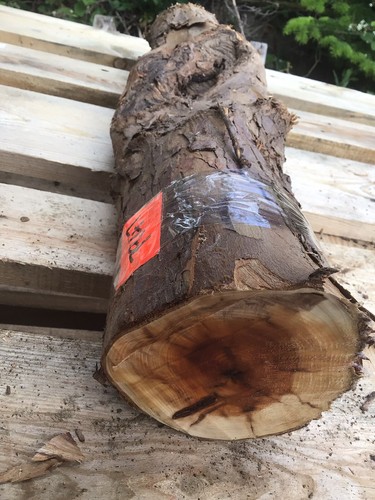 Legno tasso lunghezza di - legno,
