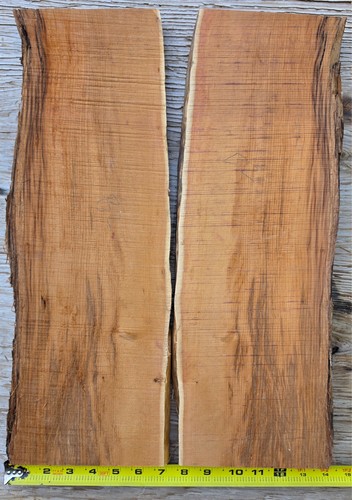Tasso pacifico abbinato - tasso, a