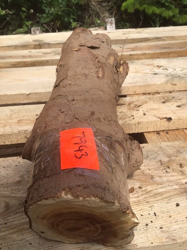 Legno tasso lunghezza di - di,