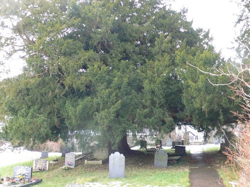 Photo 6x4 yew tree - photo, gwytherin