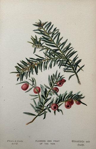 Fiore frutto del - frutto, c1800