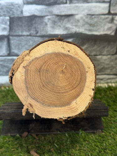 Tronco legno tasso - legno,